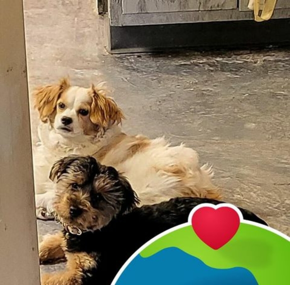 Meet your Posher, Jerry - Picture 1 of 1